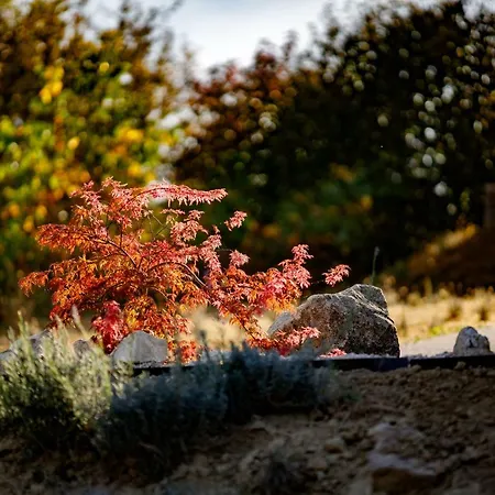 Borarium Vendeghazak - Zenit Haz Gasthof 3*